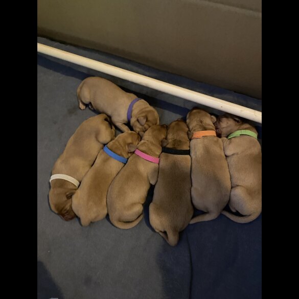 Labrador Retriever - Both