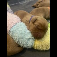 Labrador Retriever - Both