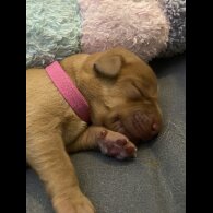 Labrador Retriever - Both