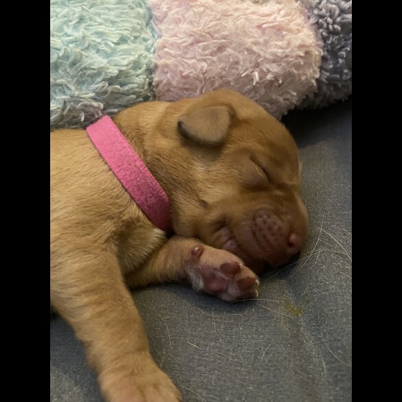 Labrador Retriever - Both