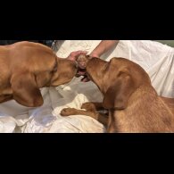 Labrador Retriever - Both