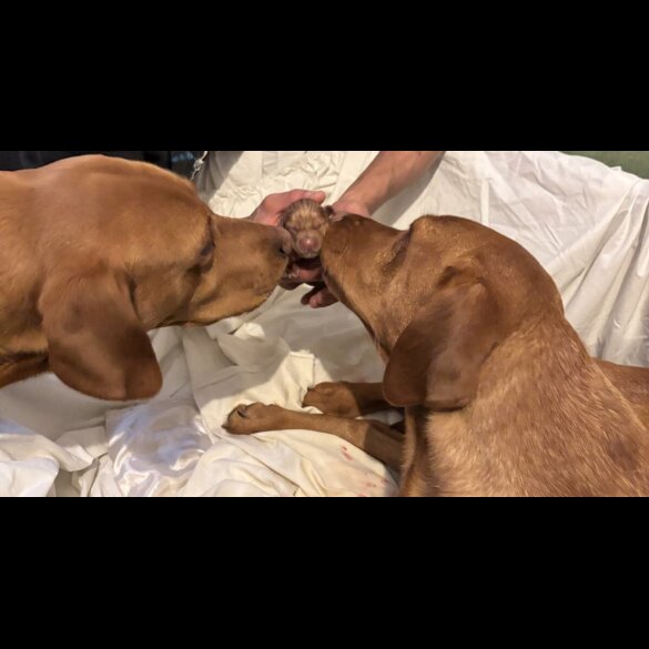 Labrador Retriever - Both
