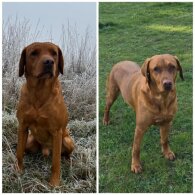 Labrador Retriever - Both
