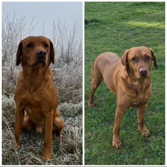 Labrador Retriever - Both