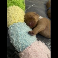 Labrador Retriever - Both
