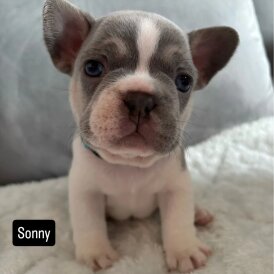 French Bulldog - Both