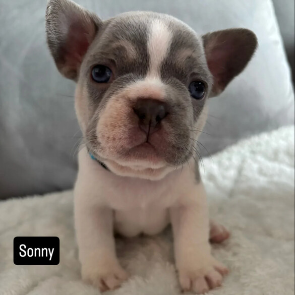 French Bulldog - Both