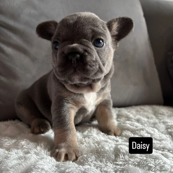 French Bulldog - Both