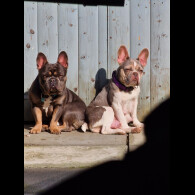 French Bulldog - Both