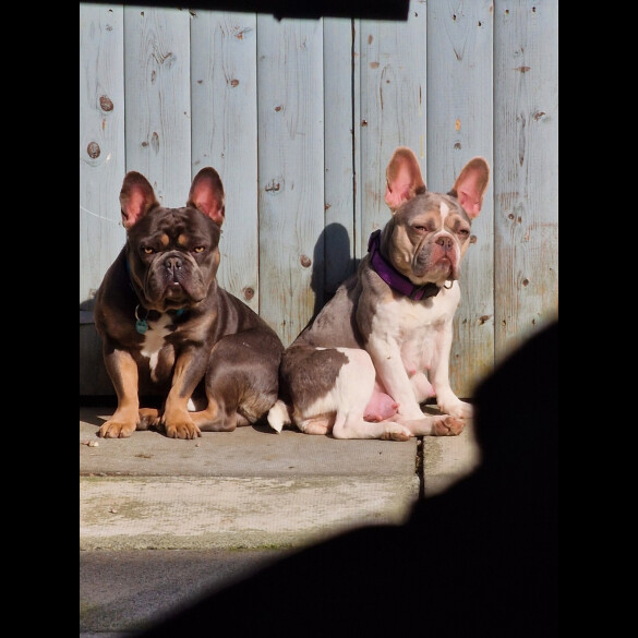 French Bulldog - Both
