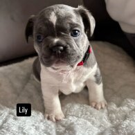 French Bulldog - Both