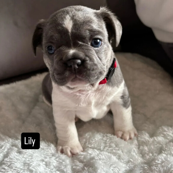 French Bulldog - Both