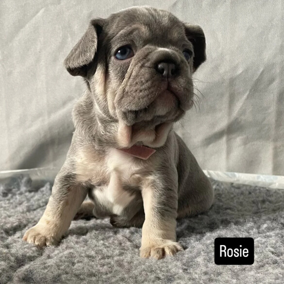 French Bulldog - Both
