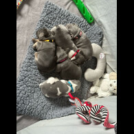 French Bulldog - Both