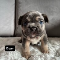 French Bulldog - Both