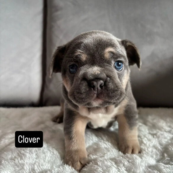 French Bulldog - Both