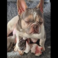 French Bulldog - Both