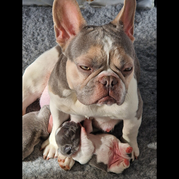 French Bulldog - Both