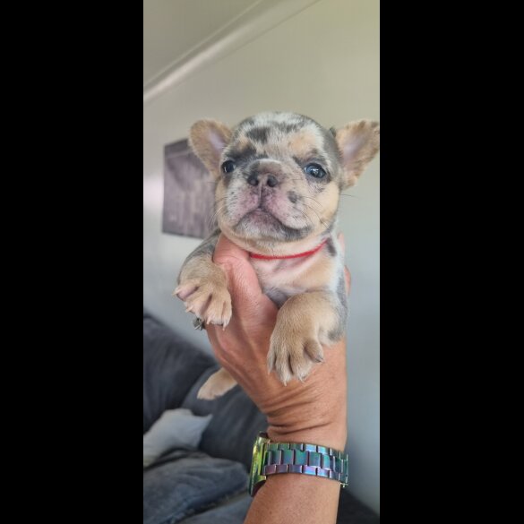 French Bulldog - Both