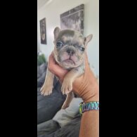 French Bulldog - Both