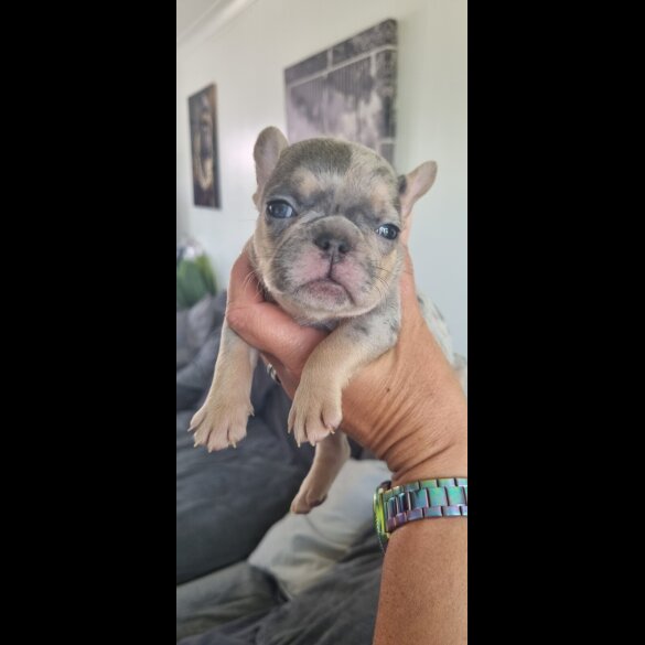 French Bulldog - Both