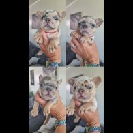 French Bulldog - Both