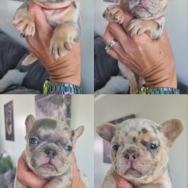 French Bulldog - Both