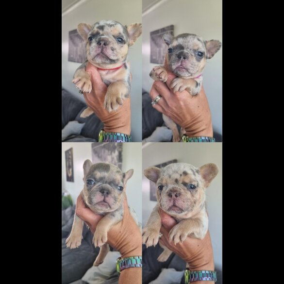French Bulldog - Both