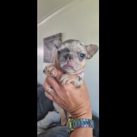 French Bulldog - Both