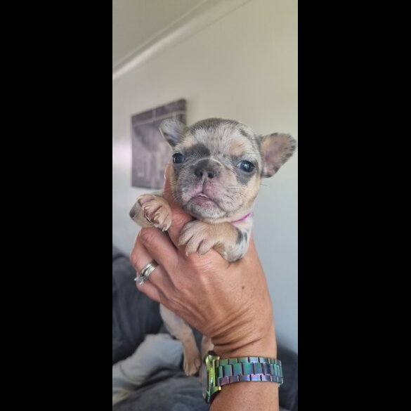 French Bulldog - Both