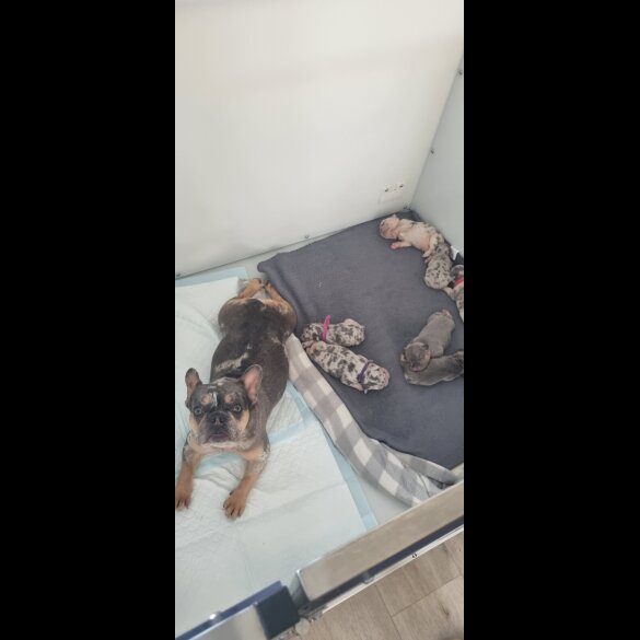 French Bulldog - Both