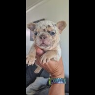 French Bulldog - Both