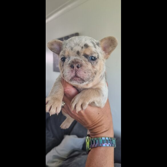 French Bulldog - Both