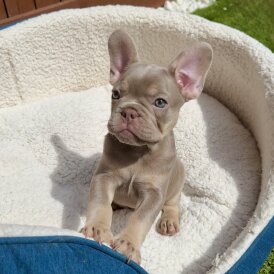 French Bulldog - Both