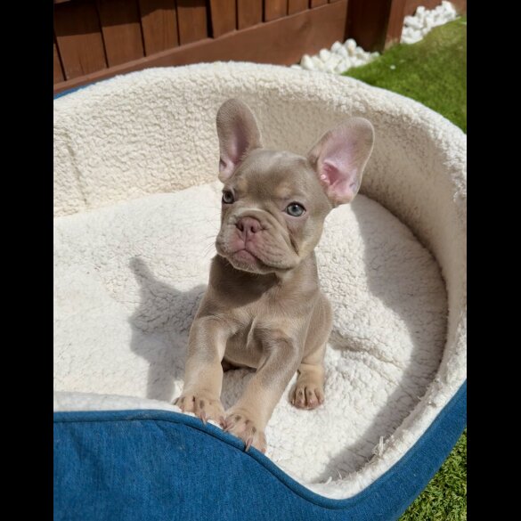 French Bulldog - Both