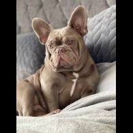 French Bulldog - Both