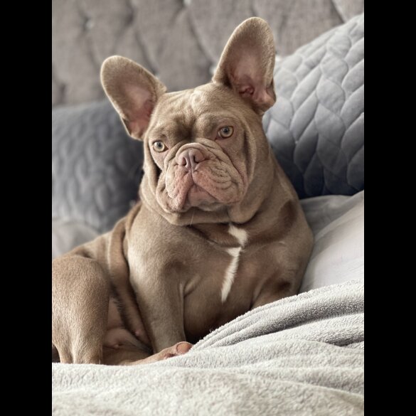 French Bulldog - Both
