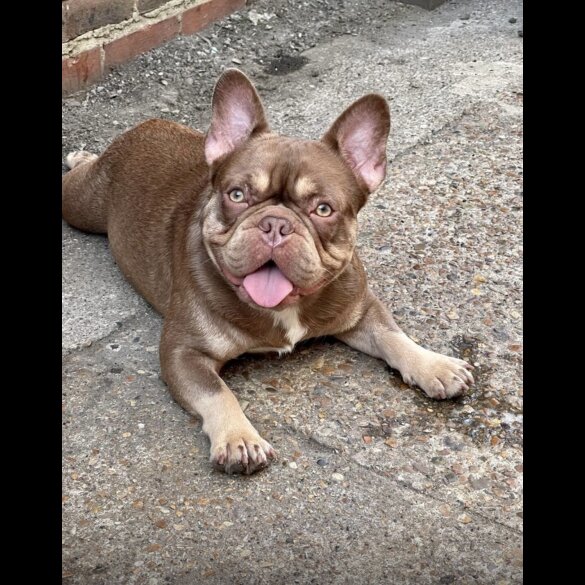 French Bulldog - Both