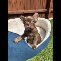 French Bulldog - Both