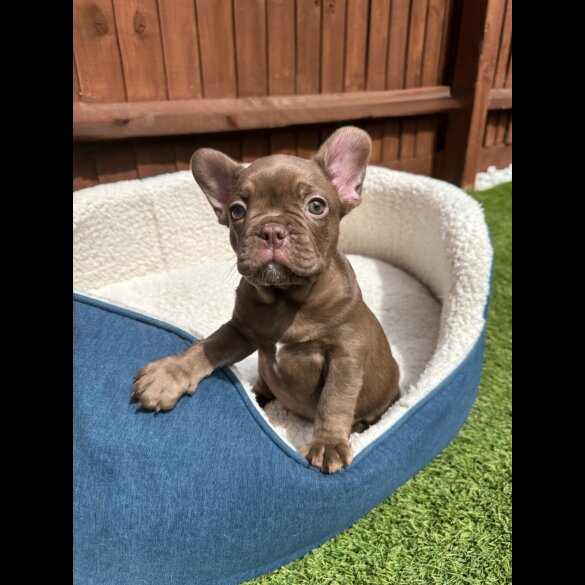 French Bulldog - Both
