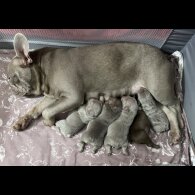 French Bulldog - Both
