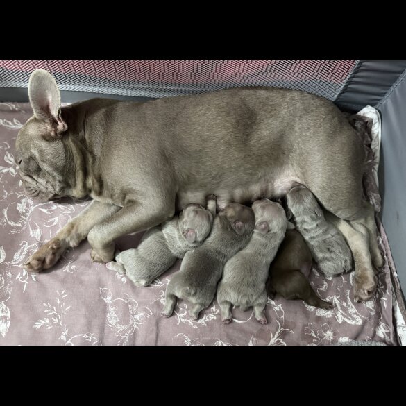 French Bulldog - Both