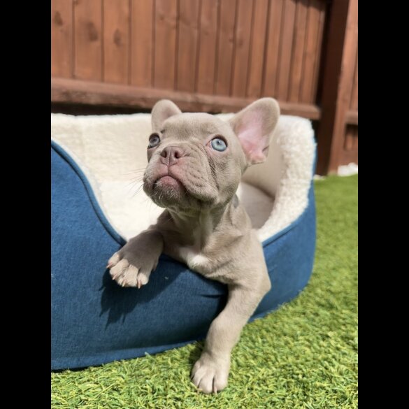 French Bulldog - Both