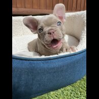 French Bulldog - Both