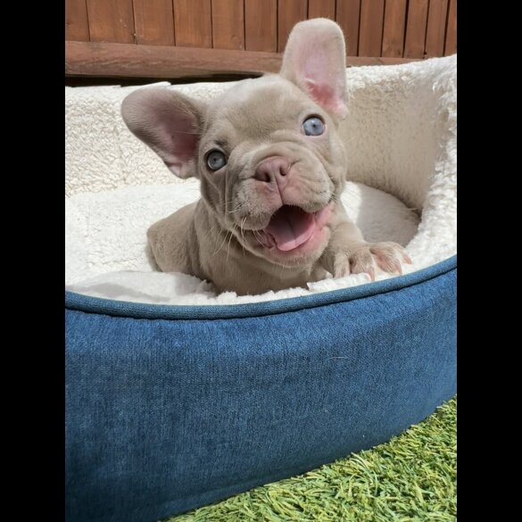 French Bulldog - Both