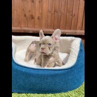 French Bulldog - Both