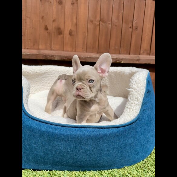 French Bulldog - Both