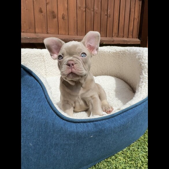 French Bulldog - Both
