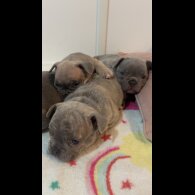 French Bulldog - Both