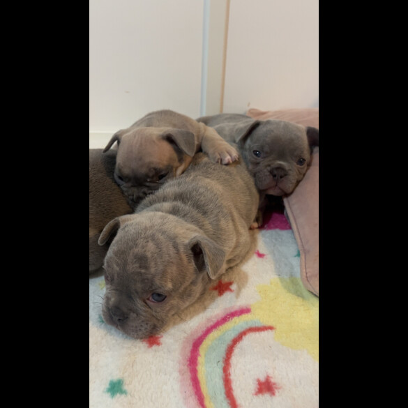 French Bulldog - Both